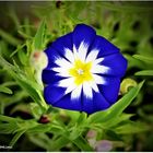 Convolvulus Tricolor