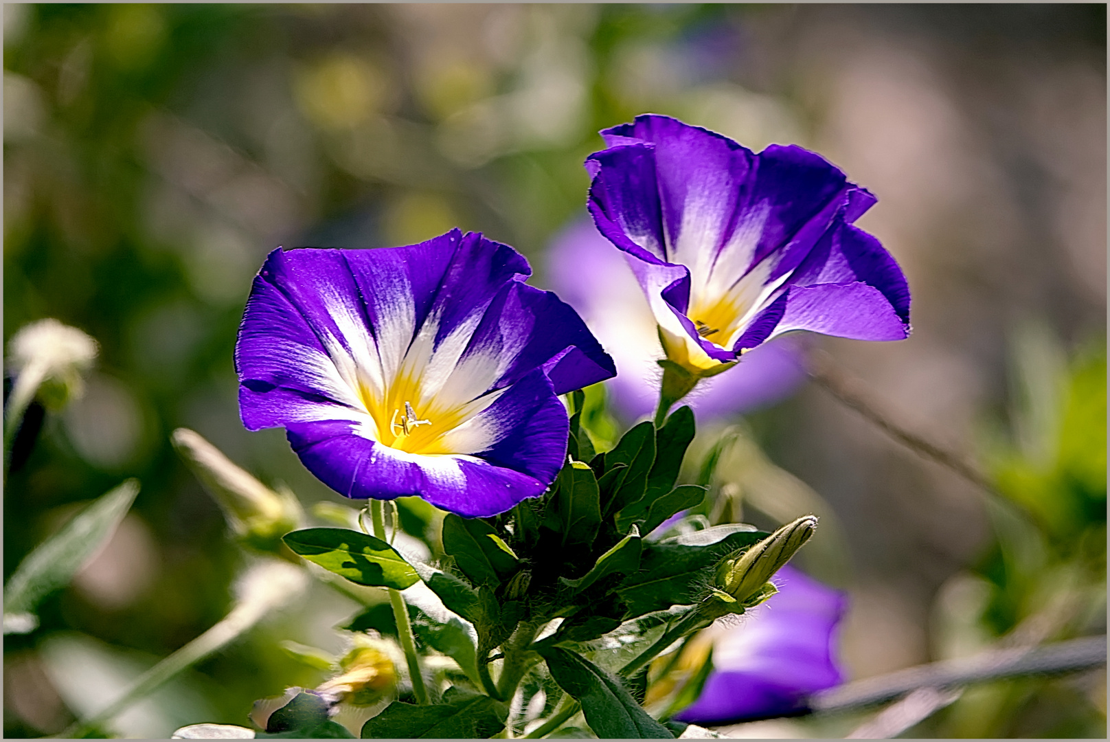 -   Convolvulus Tricolor   -