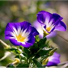 -   Convolvulus Tricolor   -