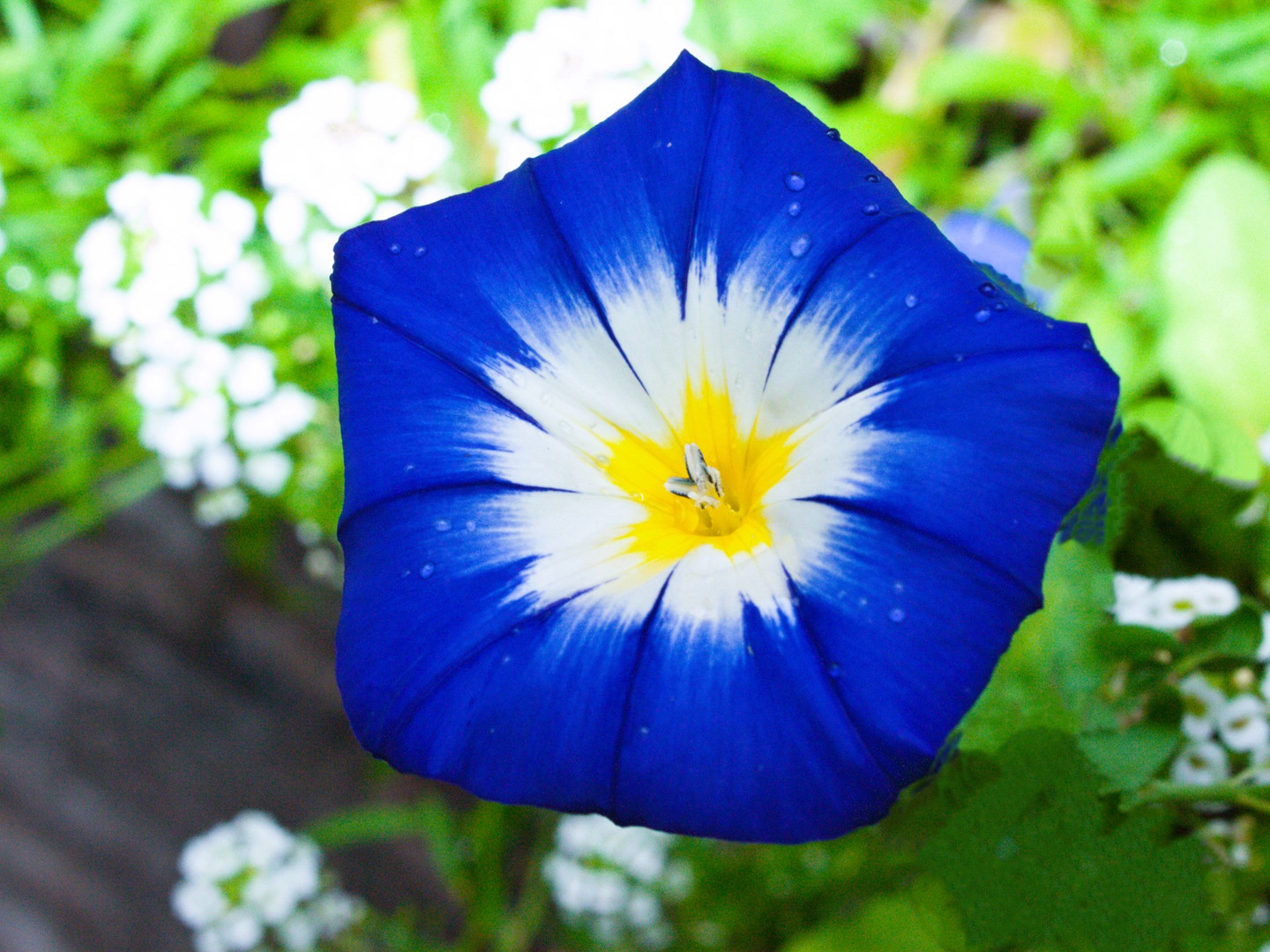 Convolvulus tricolor - Dreifarbige Winde 