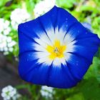 Convolvulus tricolor - Dreifarbige Winde 