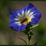 Convolvulus tricolor.jpg