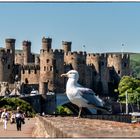 Conwy Castle