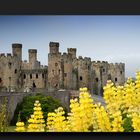 Conwy Castle