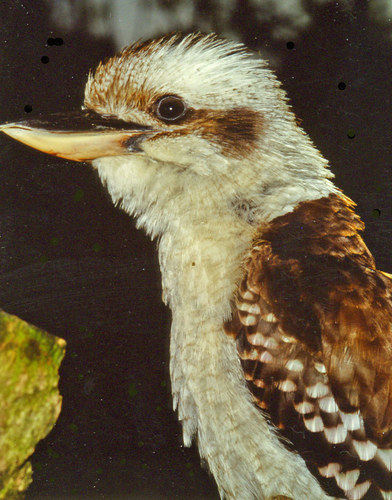 Cookabarra von Günter Stemmer