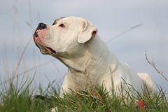 Cookie - American Bulldog