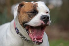 Cookie - American Bulldog