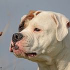 Cookie - American Bulldog