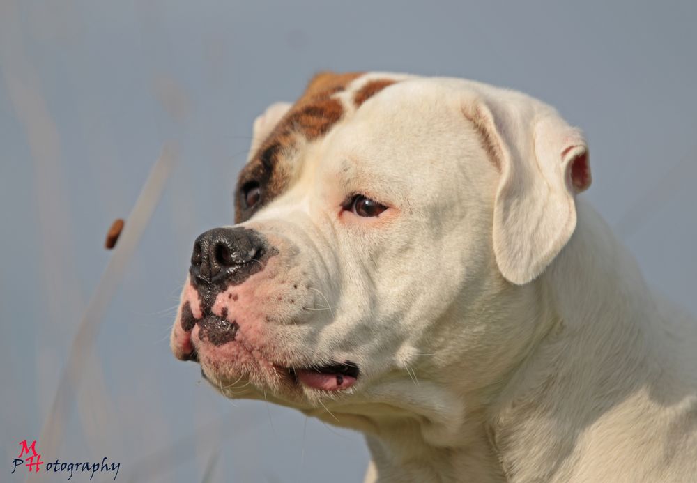 Cookie - American Bulldog