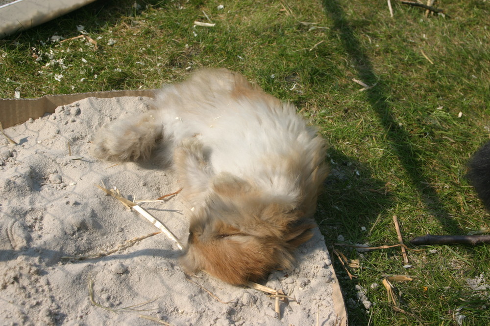 Cookie beim Sandbaden