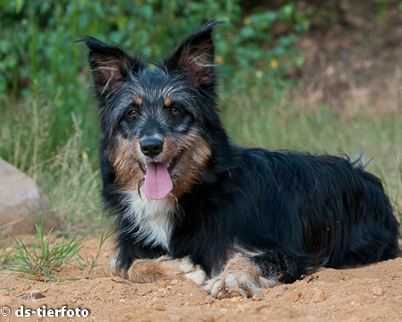 Cookie, ein Wäller mit Charme