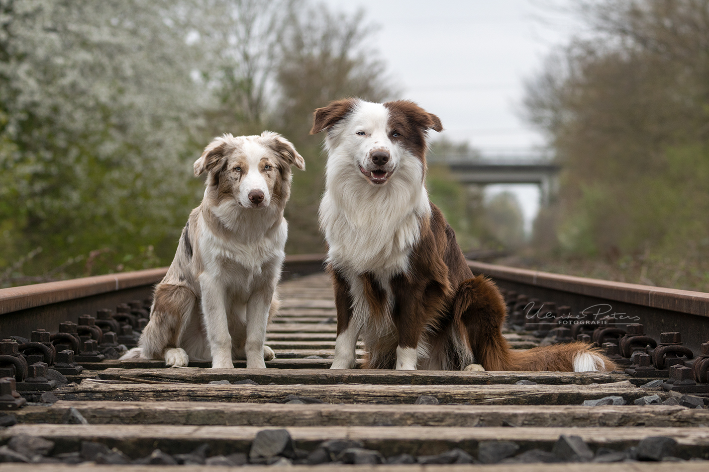 Cookie &  Findus