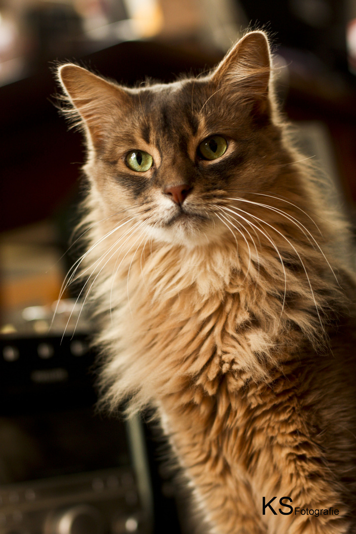 "Cookie" Herakles vom Zankelstein - 3jähriger Somalikater (blue)