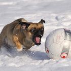 Cookie im Jahr der WM