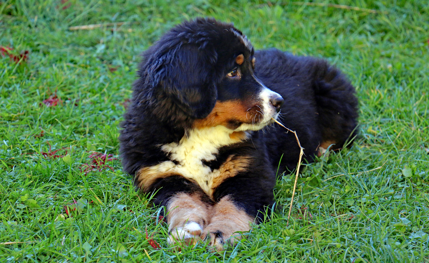 Cookie knabbert gerne:-)