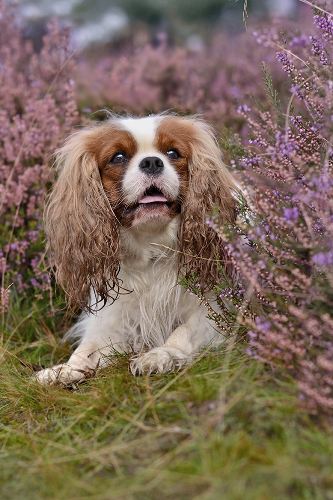 Cookie und die Heideblüte