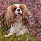 Cookie und die Heideblüte