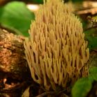 Cool and Coral --- Ramaria stricta (Pers.) Quél. 