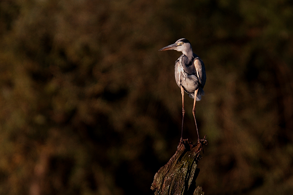 cool bird