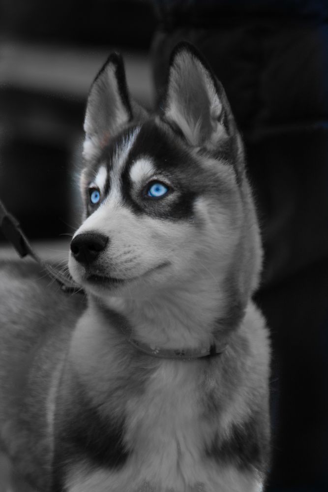 Cool Blue Eyes