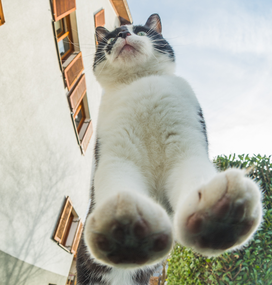 Cool cat Foto & Bild | tiere, haustiere, katzen Bilder auf fotocommunity