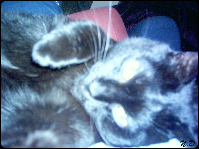 *Cool Cat* - *Hypnotic Cat*