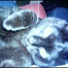 *Cool Cat* - *Hypnotic Cat*