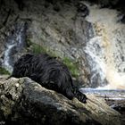 Cool Clooney at the water fall