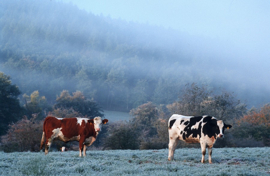 cool cows von Rolf Skrypzak