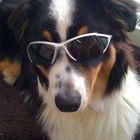 cool dog