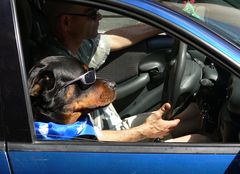 Cool dog