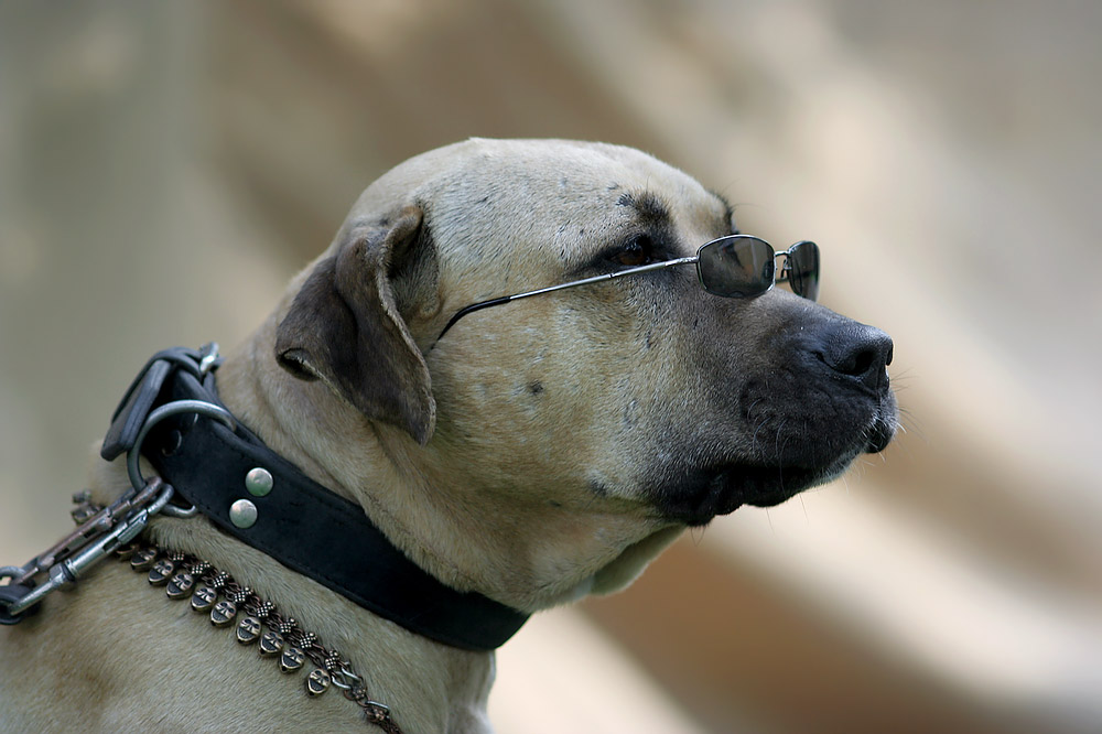 Cool Dog Foto & Bild | mystik,gothic, szene, wgt Bilder auf fotocommunity