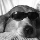 Cool Dog