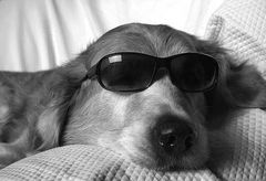 Cool Dog