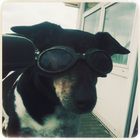 "Cool Dog;)