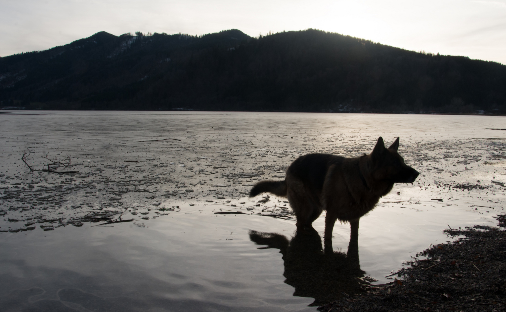 cool dog - eiskalt