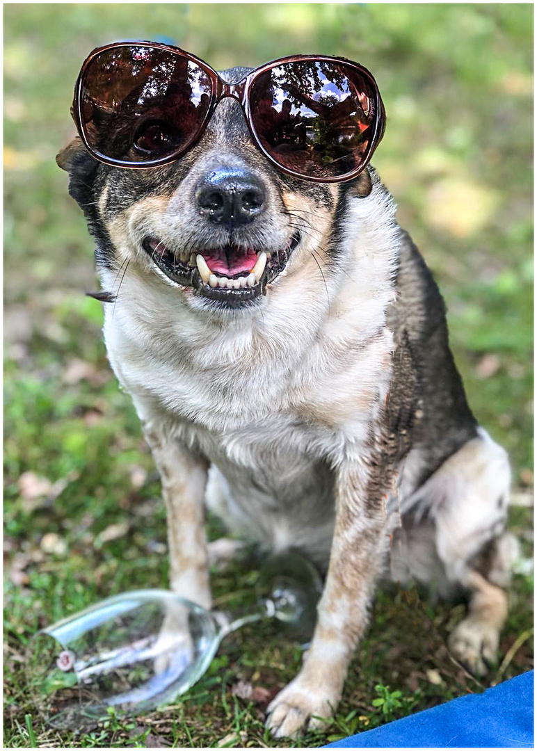 cool dog, ey... Foto & Bild | youth, hunde, hund Bilder auf fotocommunity