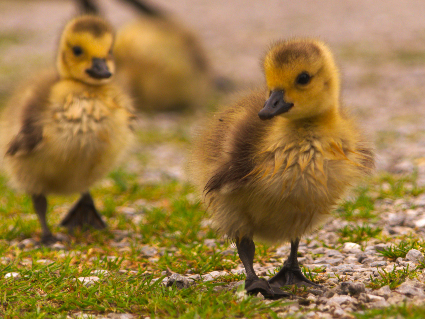 Cool Ducks