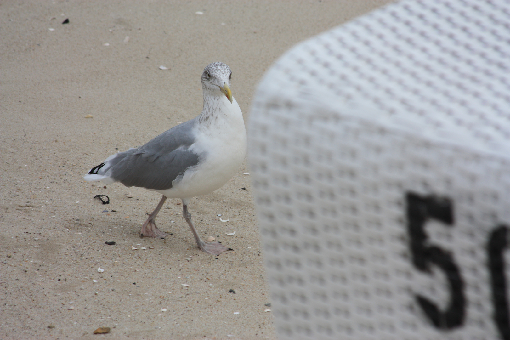 Cool..., endlich ein freier Strandkorb.