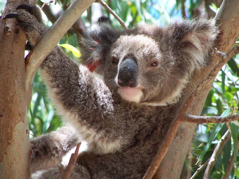 Cool Koala