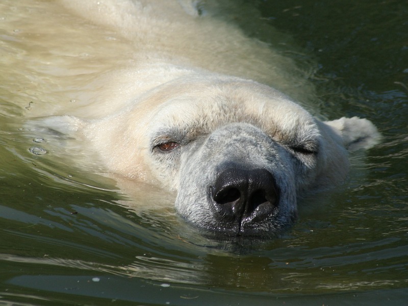 Cool Polar Bear