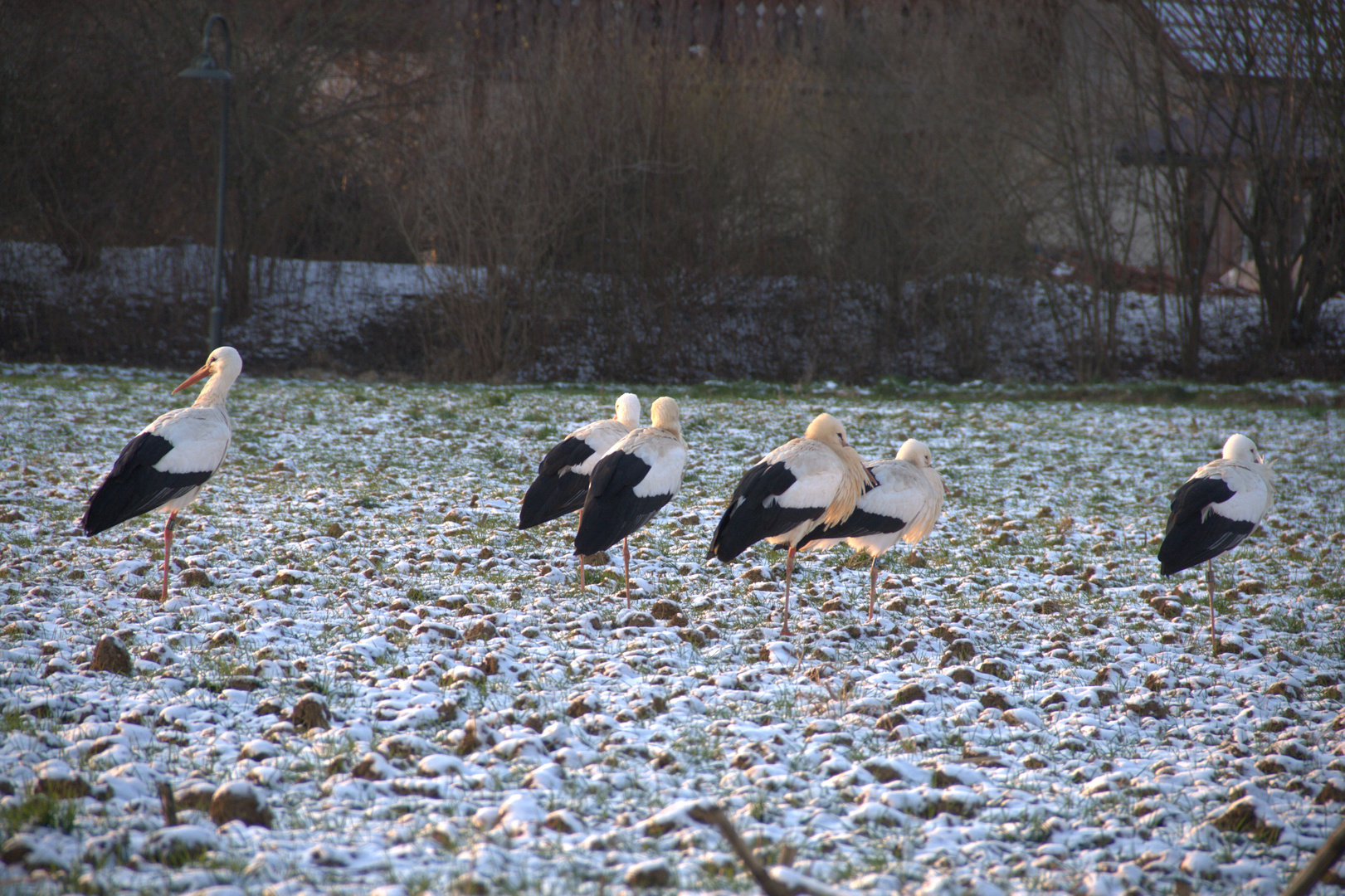 cool stork