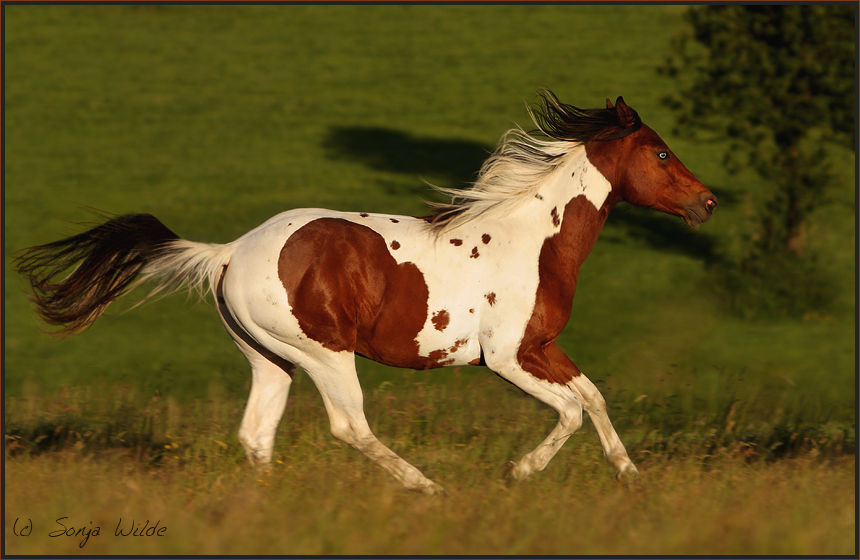 Cool Texas Cowboy Foto Bild Tiere Haustiere Pferde Esel Maultiere Bilder Auf Fotocommunity