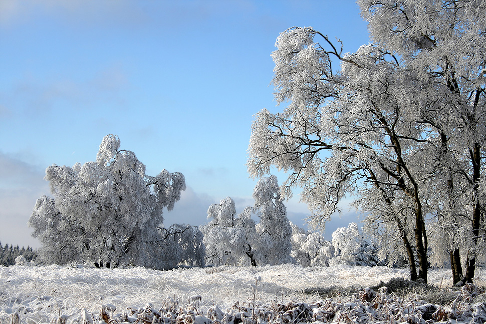 ~ cool trees ~