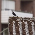 Coole Amsel beim lässigen Posing auf einem maroden Dach in ca. 30m Entfernung