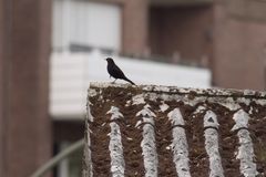 Coole Amsel beim lässigen Posing auf einem maroden Dach in ca. 30m Entfernung