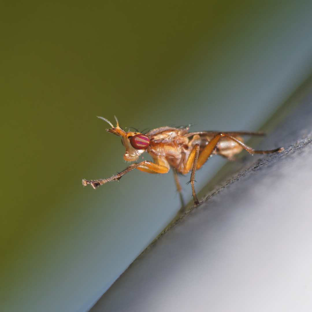 Download Coole augen bilder Desktop Wallpaper Free Coole Augen Bilder