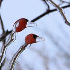 coole Eisvögel