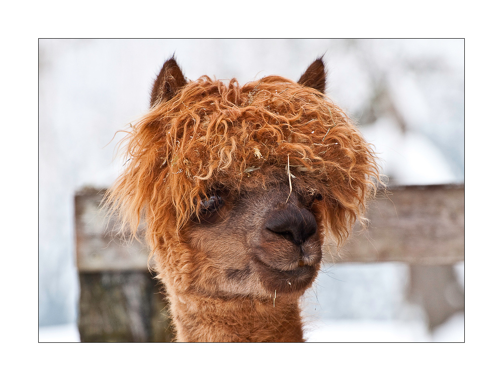 Coole Frisur Foto &amp; Bild tiere, tierdetails, natur Bilder auf