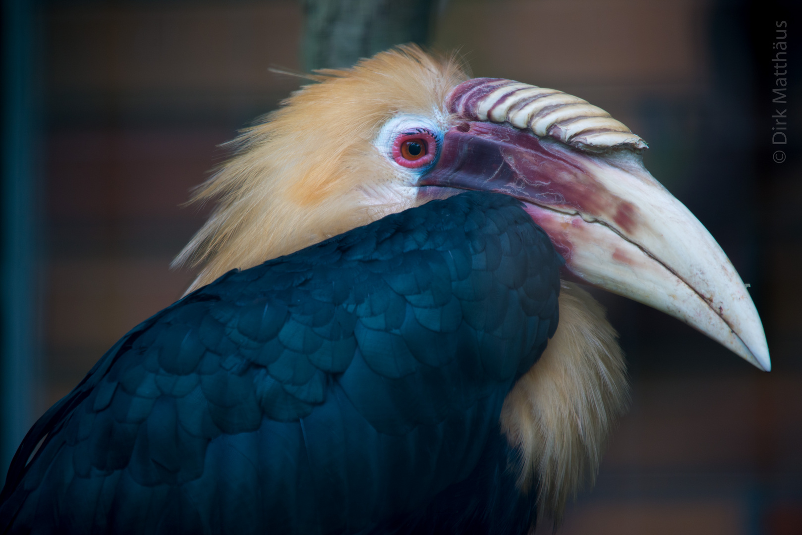 coole frisur und langer schnabel foto bild tiere zoo wildpark